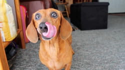 TPC That's My Pet | Dachshunds