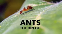 The Din of Ants