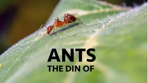 The Din of Ants