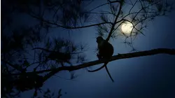 The Forests of the Moon: Mangroves