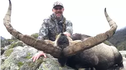 Giant Ibex in Spain