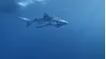 Ocean Adventurer