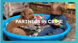 Dr. Phur | Partners in Crime