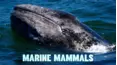 Marine Mammals - Born to Swim