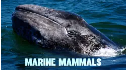 Marine Mammals - Born to Swim
