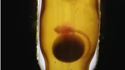Night At The Aquarium