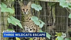 Wildcats escape Pennsylvania wildlife center after enclosure damaged by fallen tree