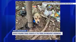 Puppy found tightly bound to tree in Mount Vernon now up for adoption