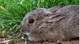 Baby Animals Around the World
