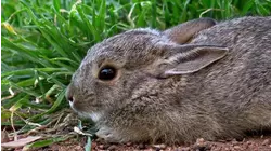 Baby Animals From North America