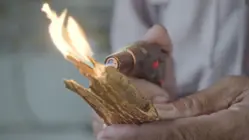 Why Agarwood Is So Expensive