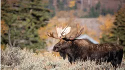 Nature Scenes Baby Animals: Sheep, Tapir, Raccoon, Moose, Prairie Dog and Gosling