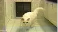 Funniest Pets & People