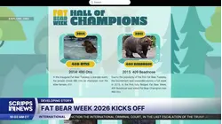 Fat Bear Week kicks off at Alaska's Katmai National Park