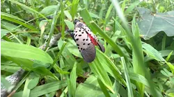 Spotted lanternfly infestation spreads across Long Island