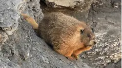 Fat Marmot Week Voters Crown 13-Pound Winner Named Dawn