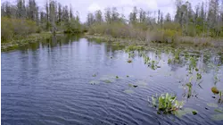 Okefenokee Blackwater Swamp
