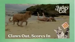 Judgy Cat | Claws Out, Scores In