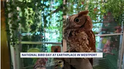 Westport Earthplace preps bird for new enclosure