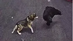 Watch: Hero Husky Takes on Bear to Protect Child