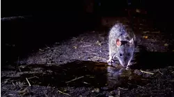 Infestation