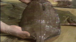 The Whole Fish Story