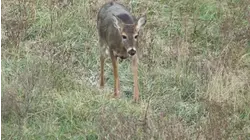 Rival Wild S6:E8 "Buckparade"