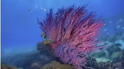 The Fragile Islands/Andaman
