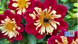 Try these garden tips for your container plants to make them grow healthier and save you money