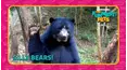 Countdown: The Funniest Pets