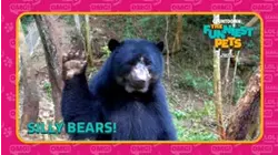 Countdown: The Funniest Pets | Silly Bears!