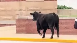 Video: Cow Gets Loose at University of Illinois and Tours Campus