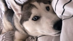 TPC That's My Pet | Siberian Huskies