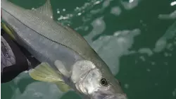 Reel Animals S14:E12 "All About Snook"