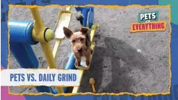 Pets VS. Everything | Pets VS. Daily Grind