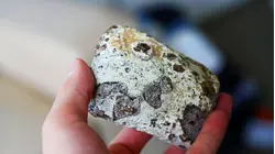 Why Whale Poop Is So Expensive