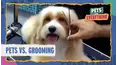 Pets VS. Everything