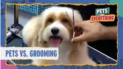 Pets VS. Grooming