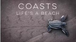 Coasts - Life's a Beach