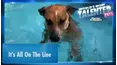 World's Most Talented Pets