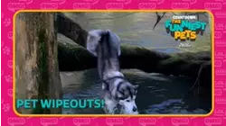 Countdown: The Funniest Pets | Pet Wipeouts!