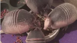 The Lord Of The Ruffs