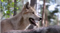A Wolf