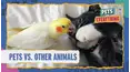 Pets VS. Everything