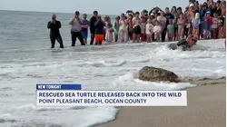 7 sea turtles released back into ocean in Point Pleasant Beach following rehab