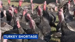 Turkey supply lower following bird flu outbreak this year: Farmers