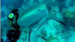 Terrifying Animals