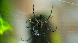 Borneo