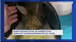 Bunny found abandoned outside Kensington veterinary clinic
