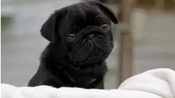 Baby Animals From Asia